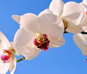医院试管模具视频（试管模型）